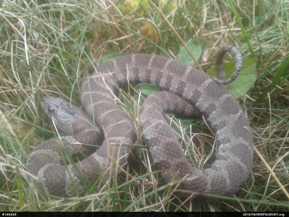 Northern Watersnake