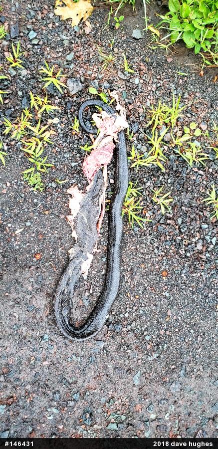 Eastern Ratsnake