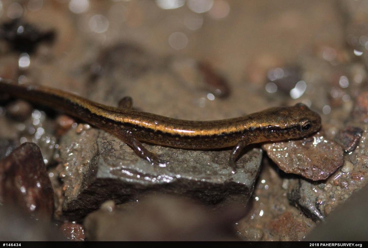 Northern Two-lined Salamander