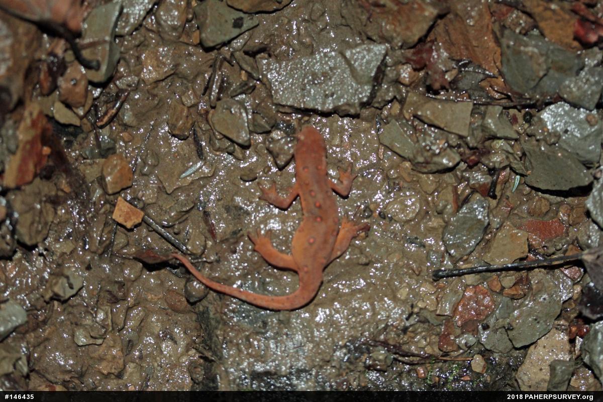Red-spotted Newt