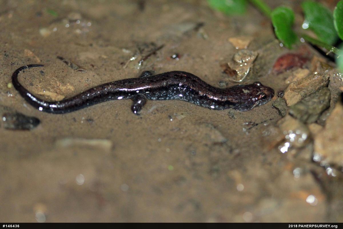 Allegheny Mountain Dusky Salamander