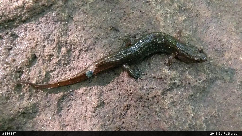 Northern Dusky Salamander