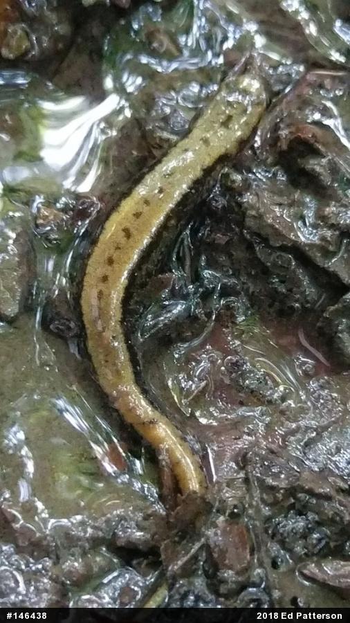Allegheny Mountain Dusky Salamander