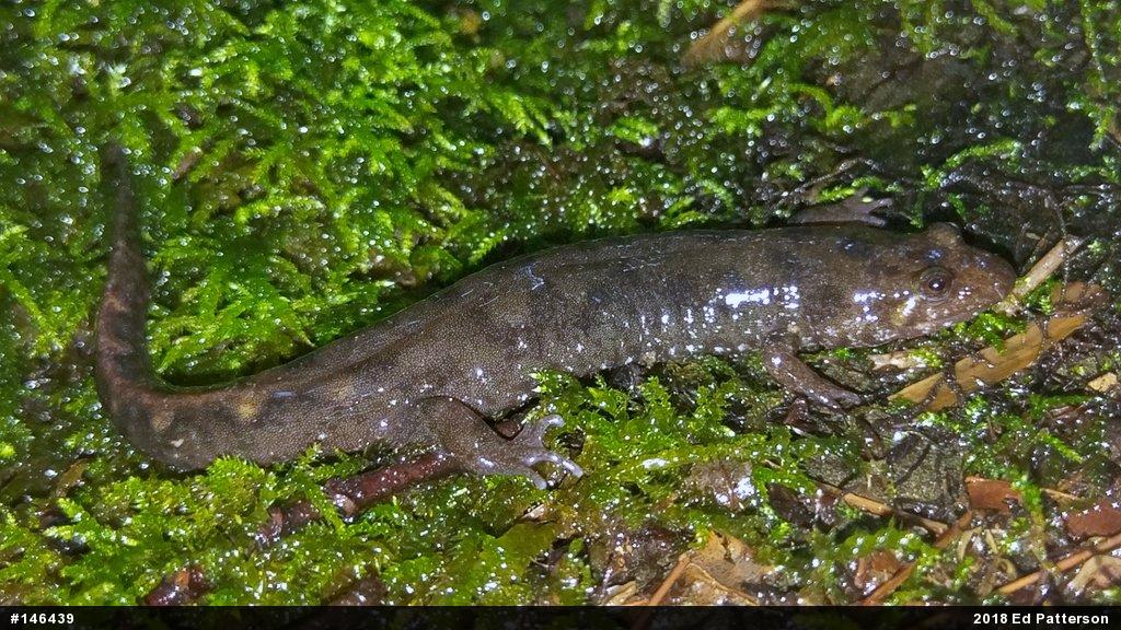 Seal Salamander