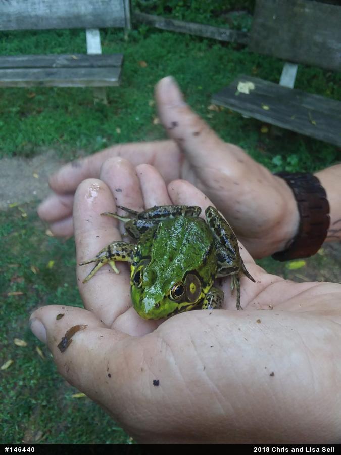 Green Frog