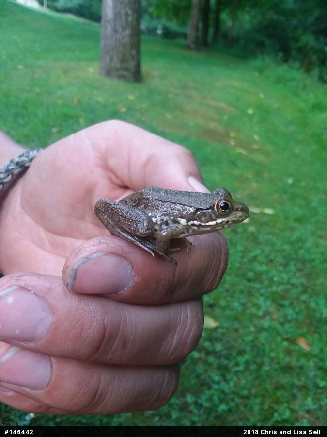 Green Frog