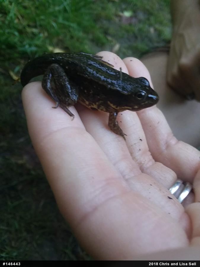 Green Frog