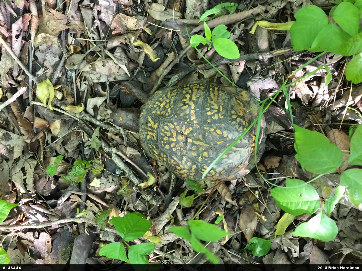 Eastern Box Turtle