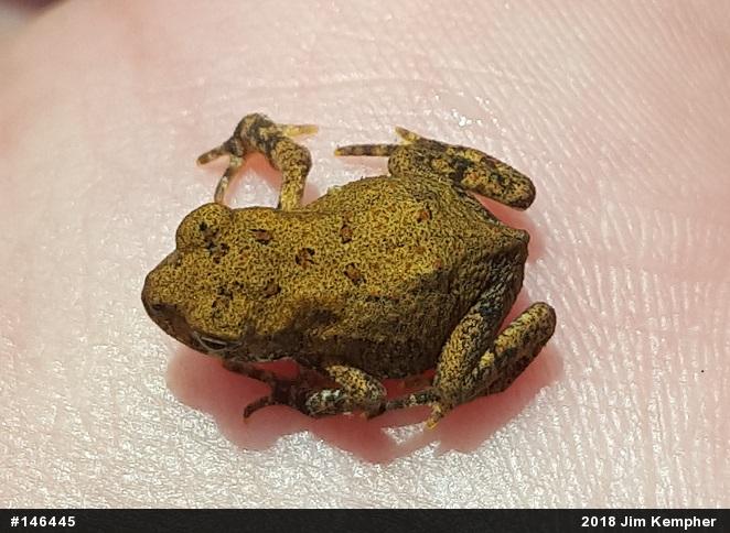 Eastern American Toad