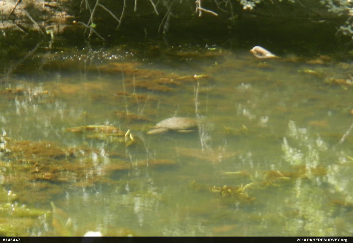 Snapping Turtle