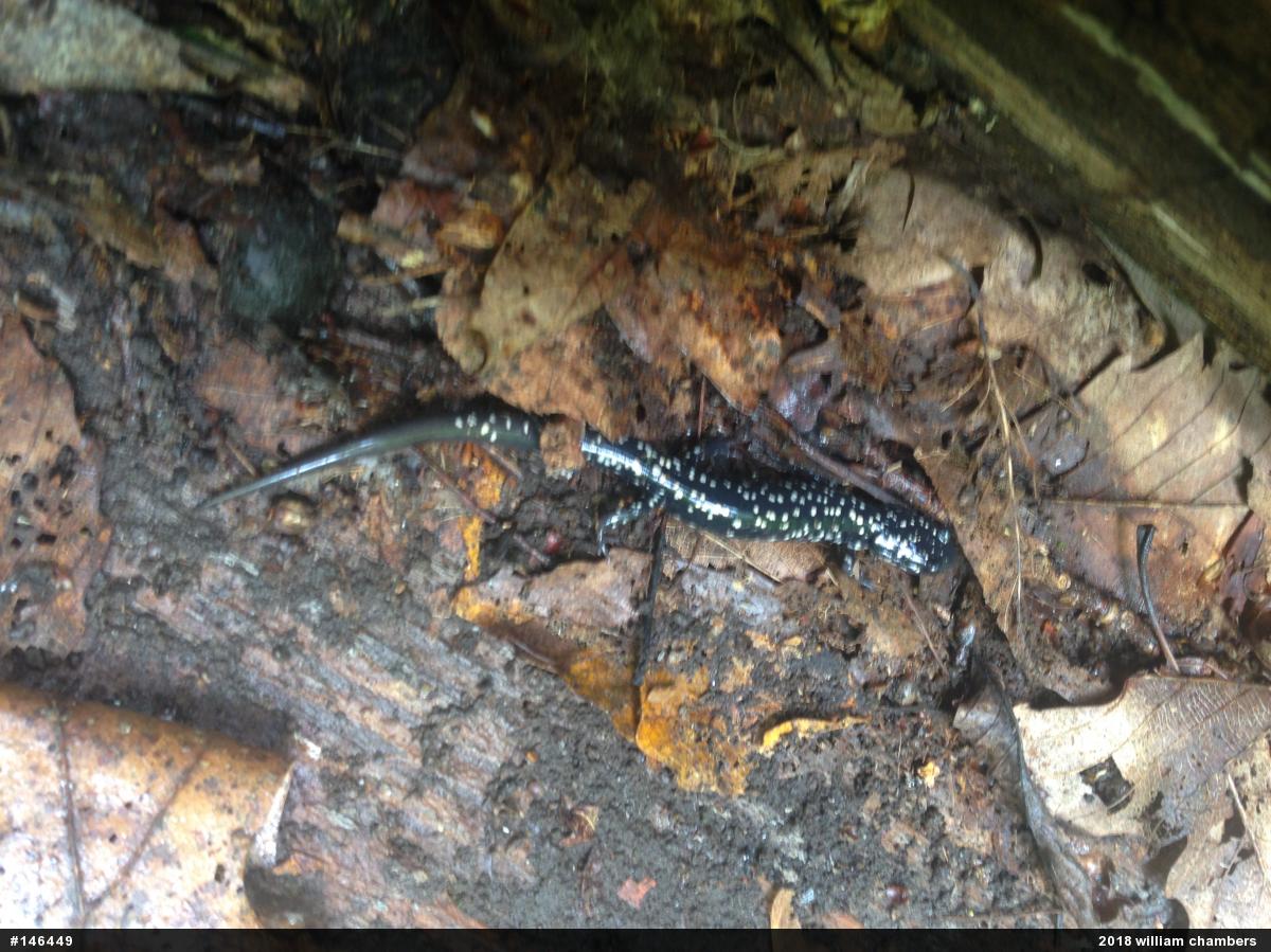 Northern Slimy Salamander