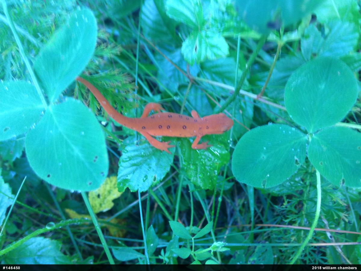 Red-spotted Newt