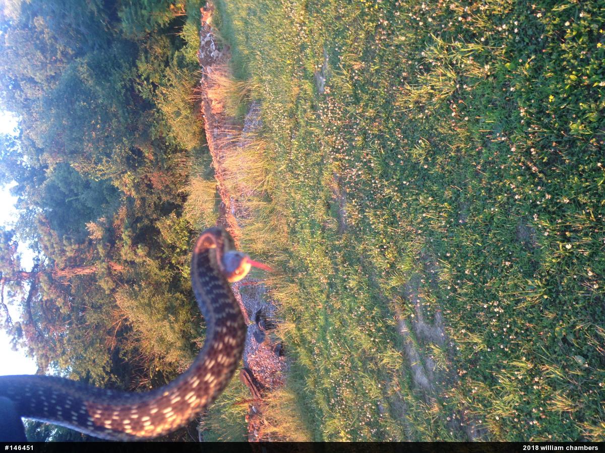 Eastern Gartersnake
