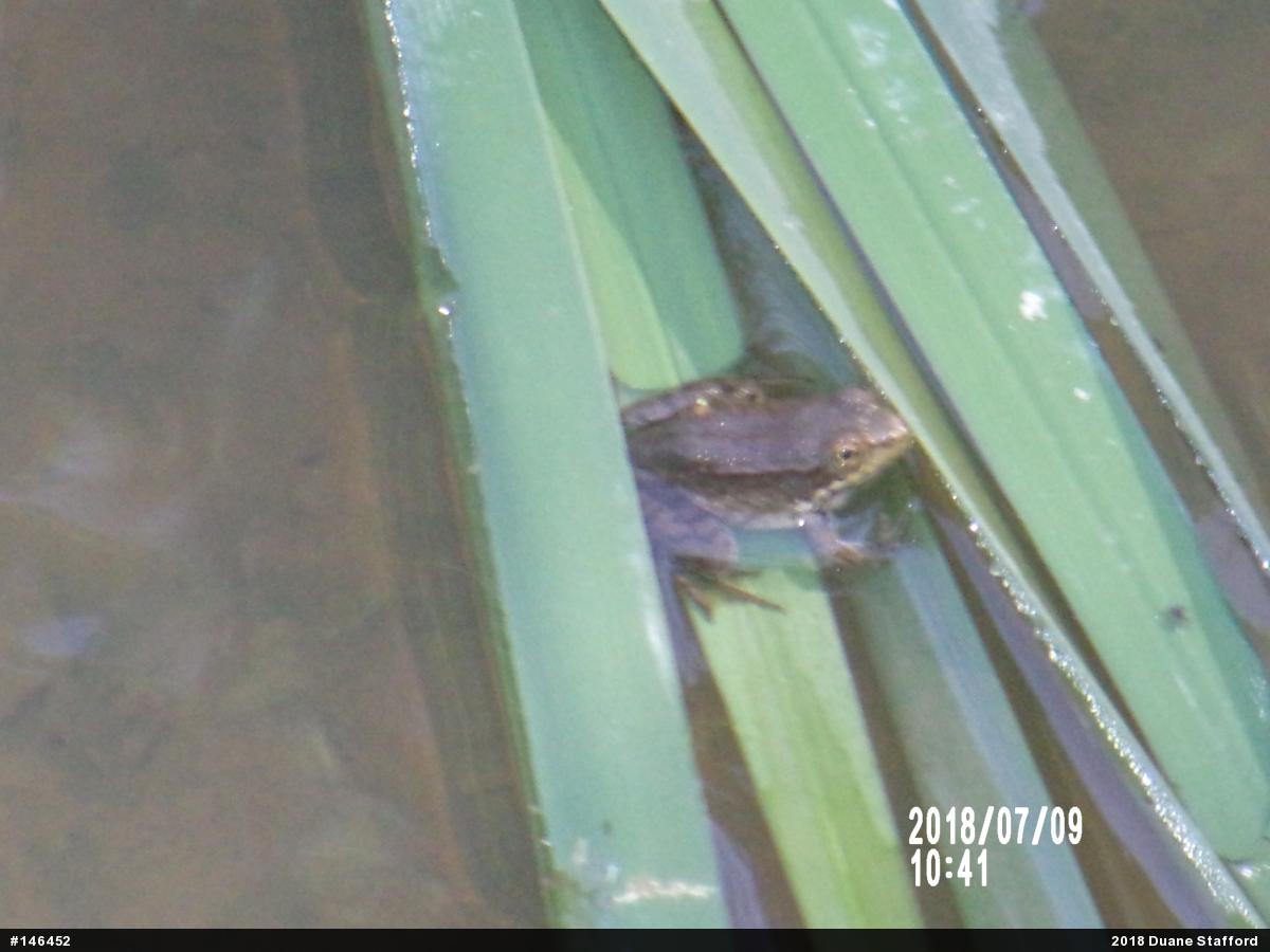 Green Frog