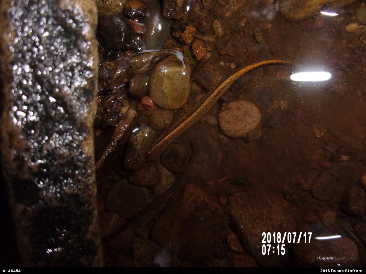 Northern Two-lined Salamander