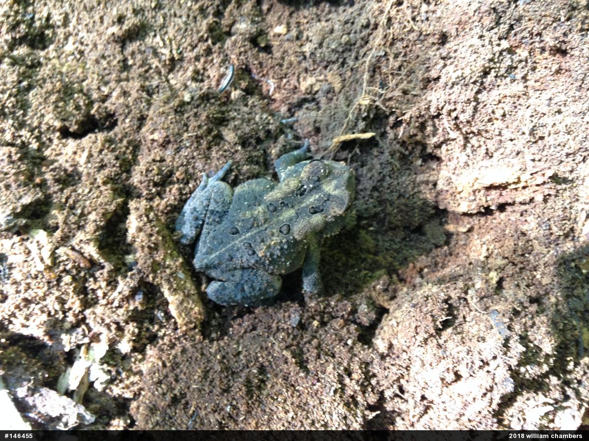 Eastern American Toad