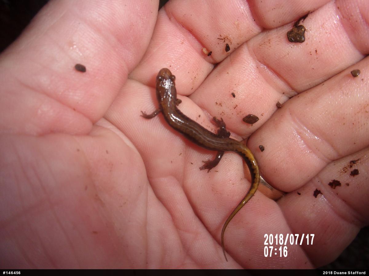 Allegheny Mountain Dusky Salamander