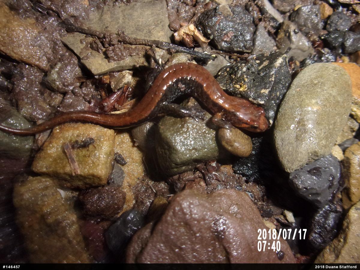 Allegheny Mountain Dusky Salamander