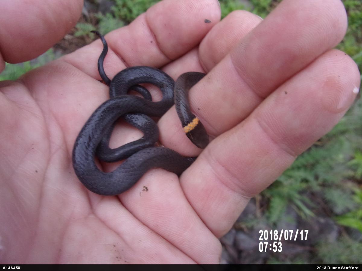 Northern Ring-necked Snake