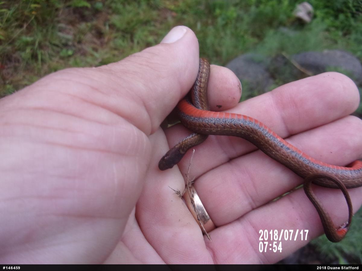 Red-bellied Snake