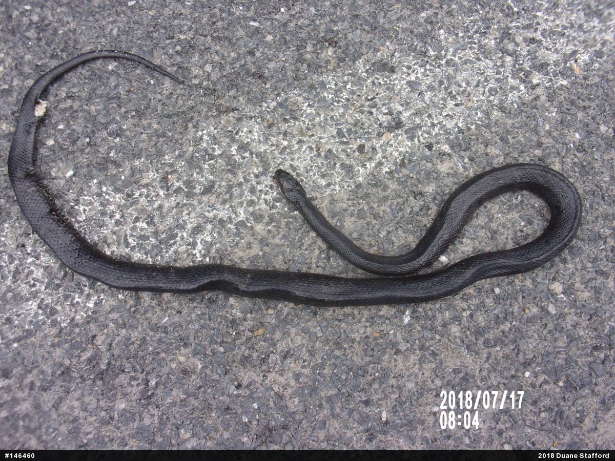 Eastern Ratsnake