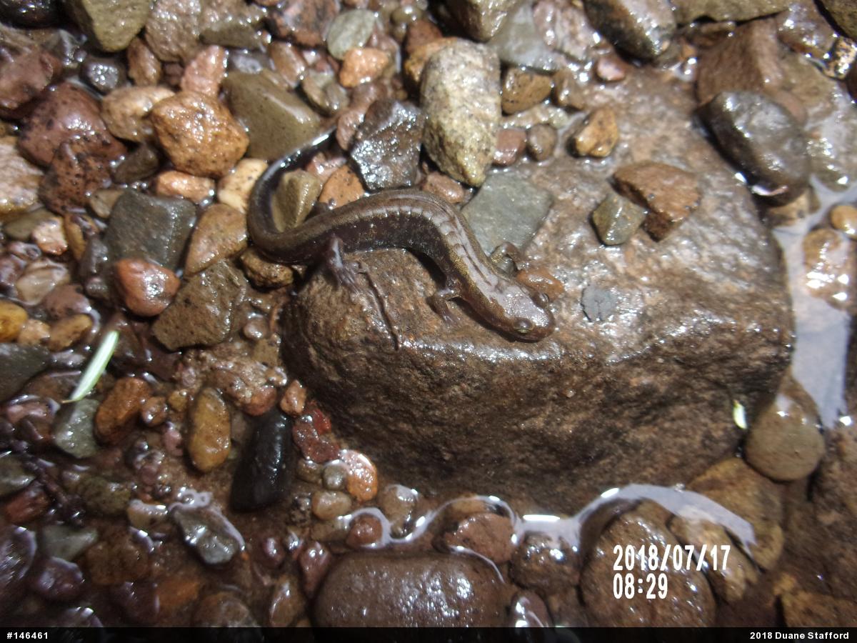 Allegheny Mountain Dusky Salamander