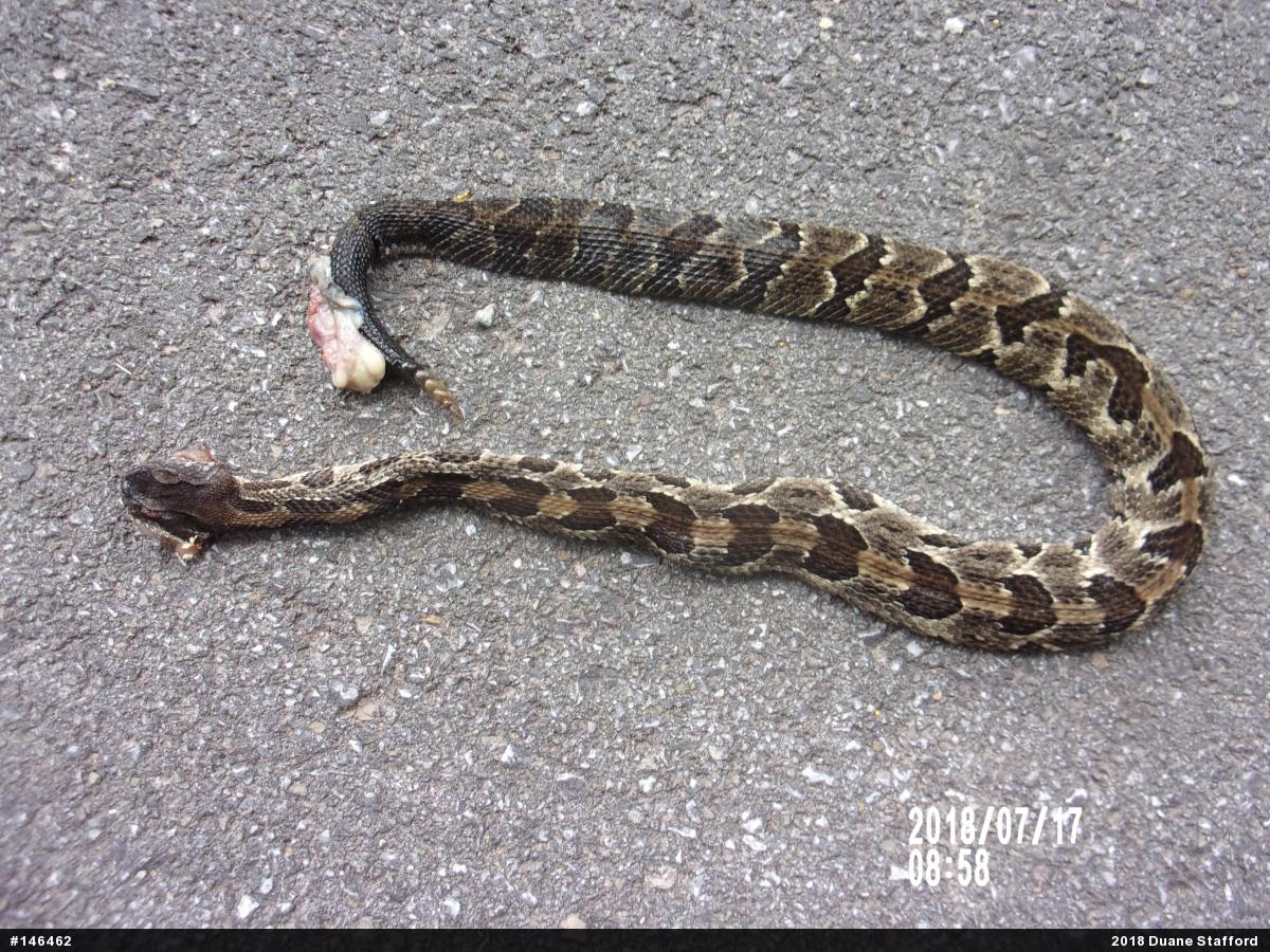 Timber Rattlesnake