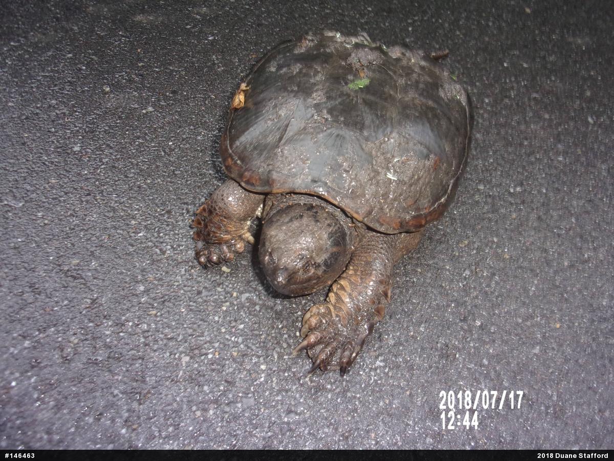 Snapping Turtle
