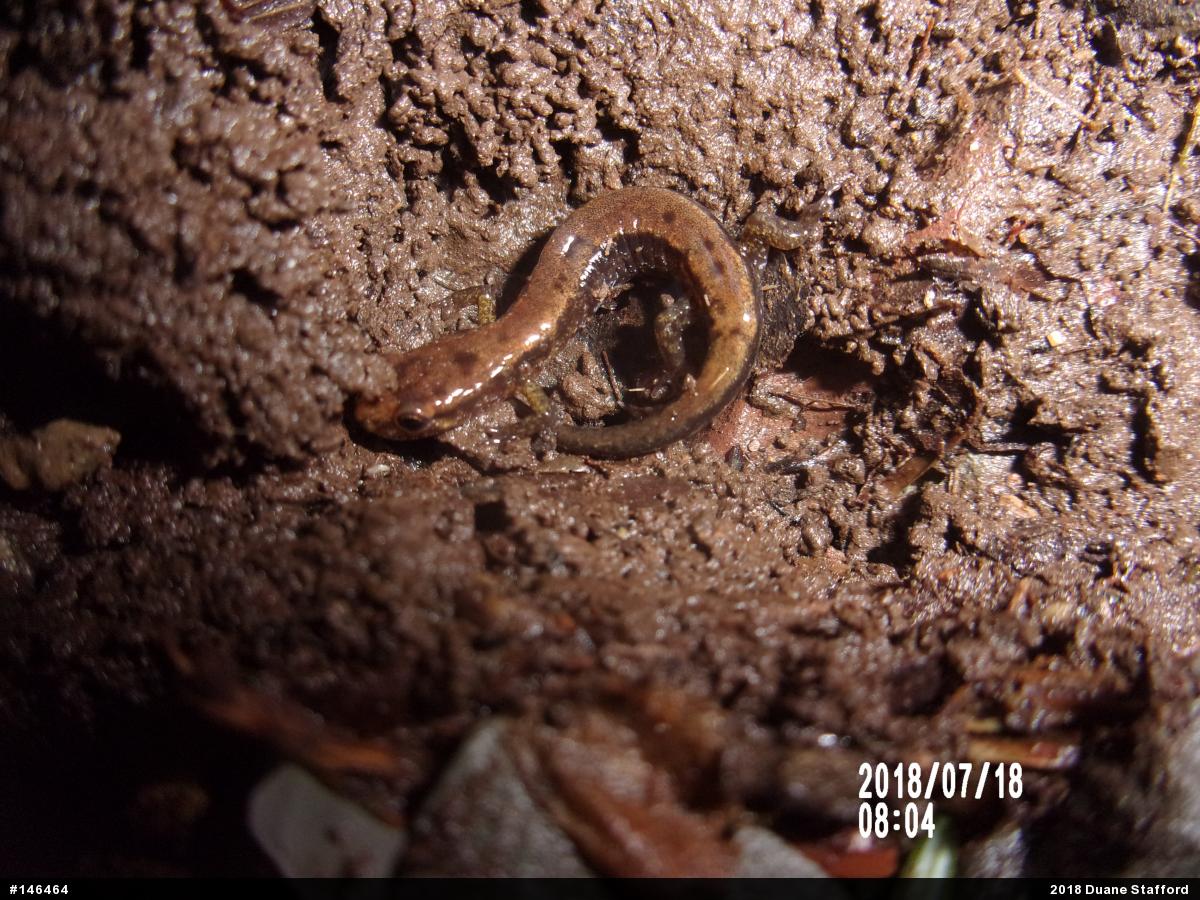 Allegheny Mountain Dusky Salamander