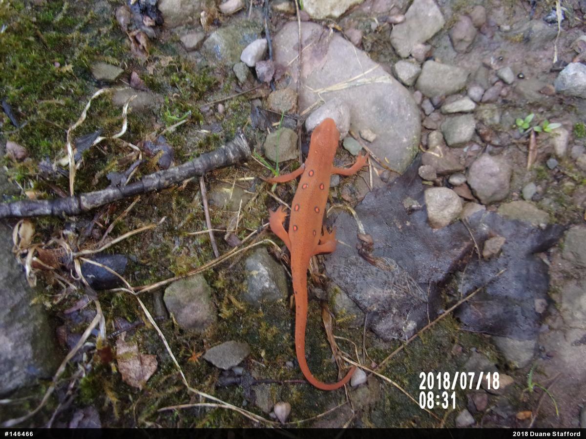 Red-spotted Newt