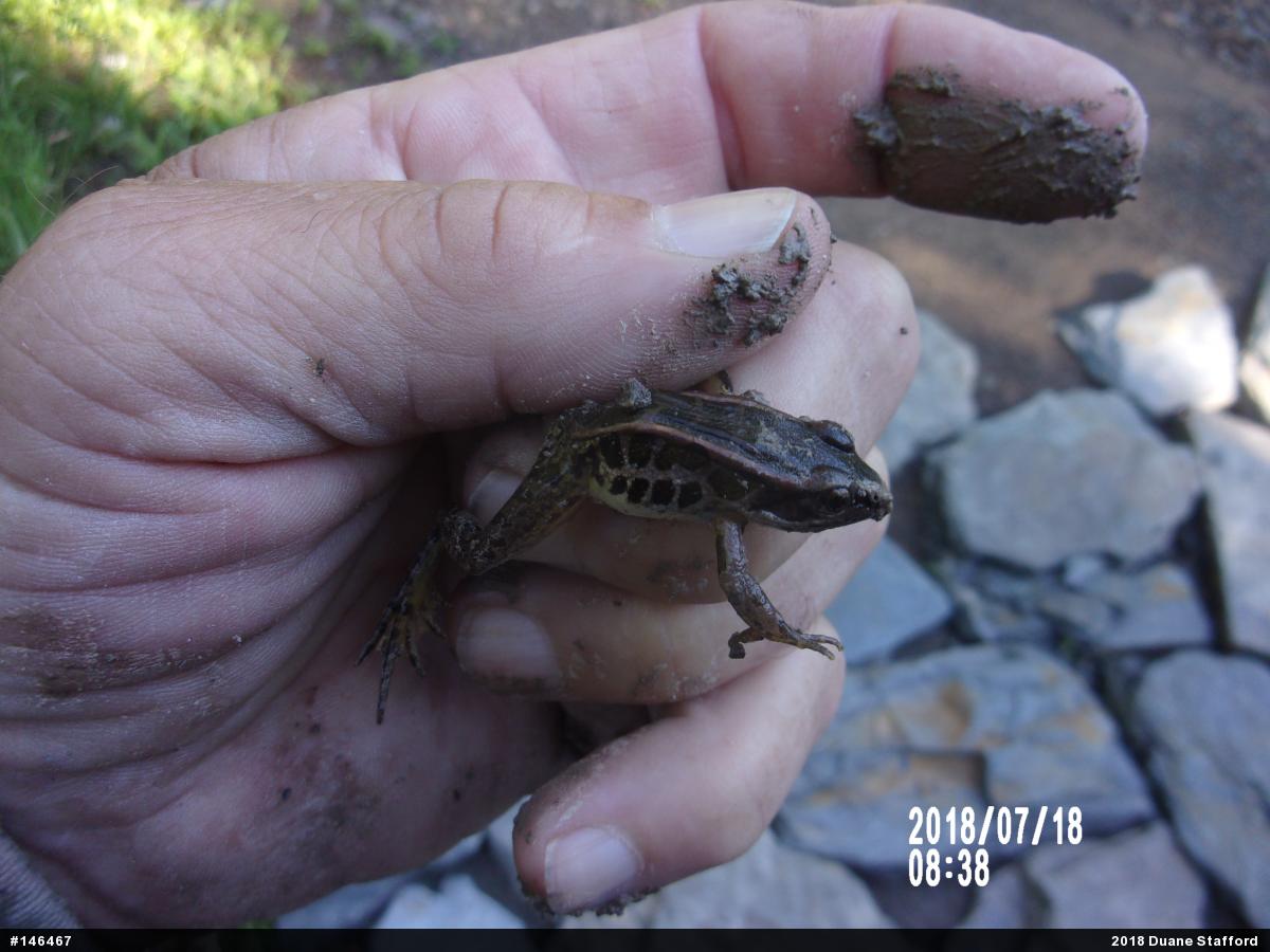 Pickerel Frog