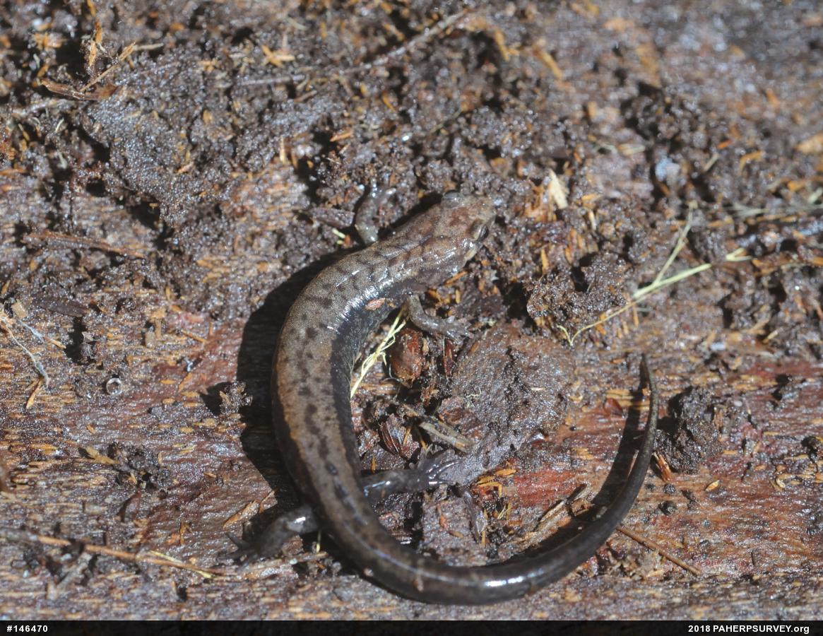 Allegheny Mountain Dusky Salamander