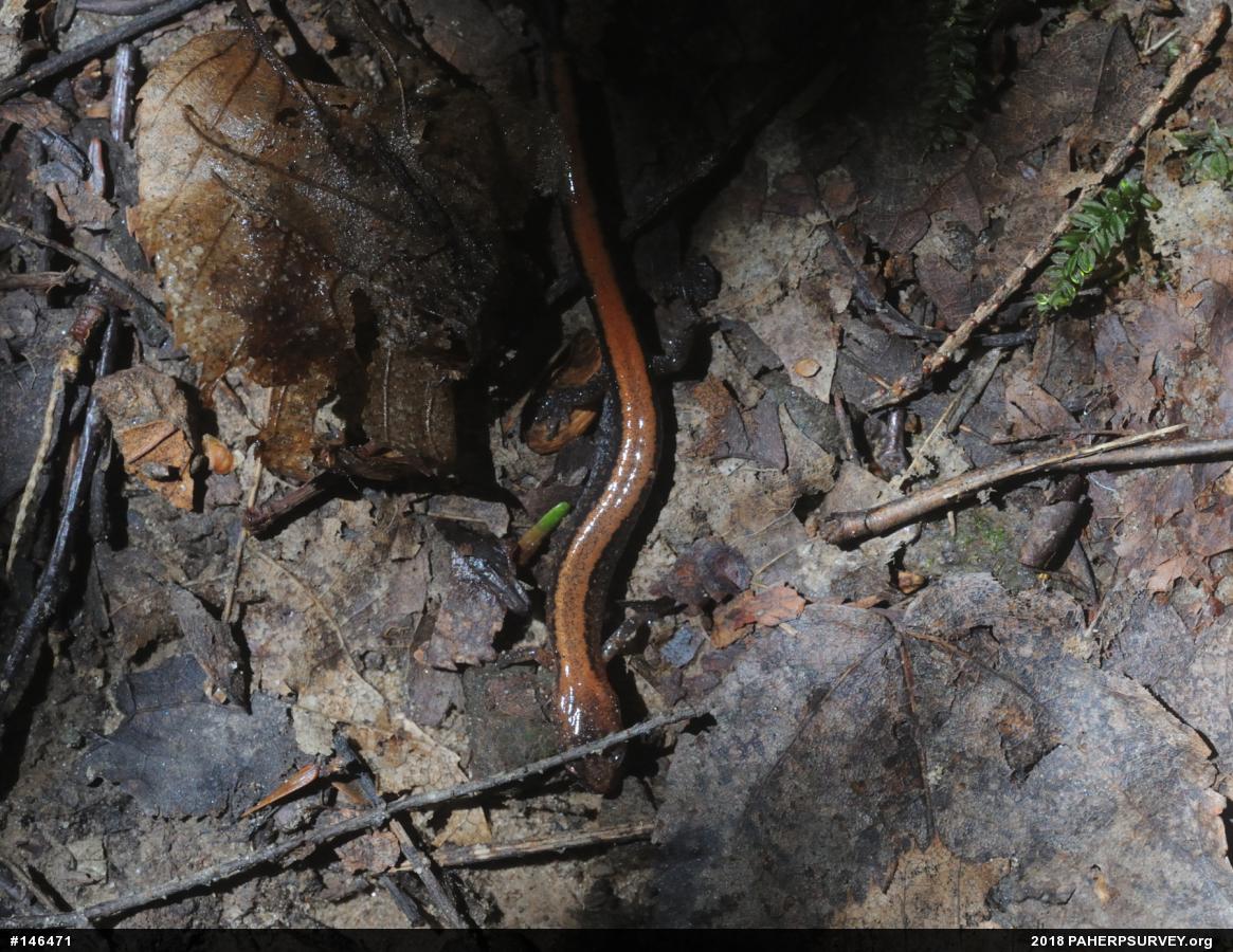 Eastern Red-backed  Salamander