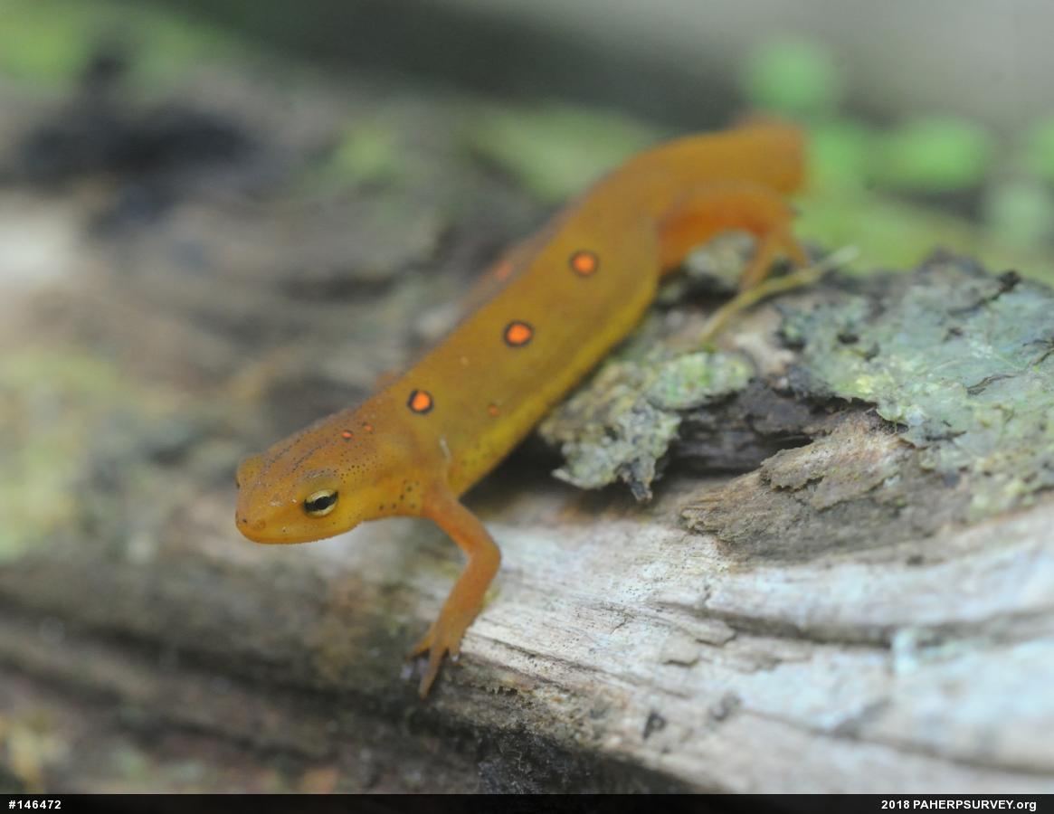 Red-spotted Newt