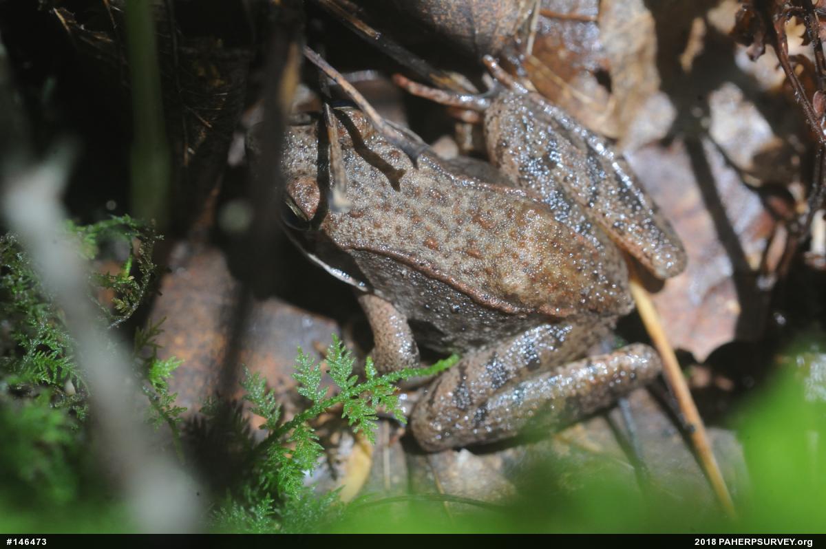 Wood Frog