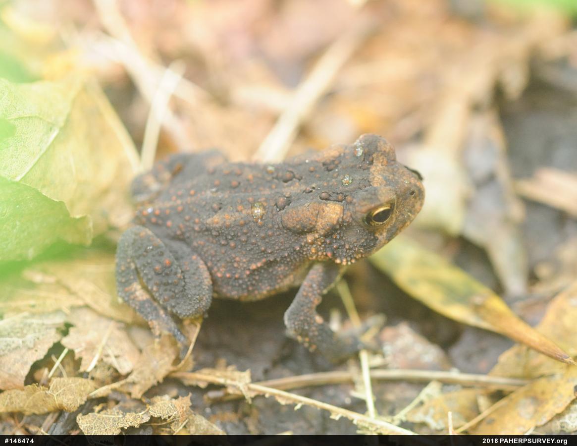 Eastern American Toad