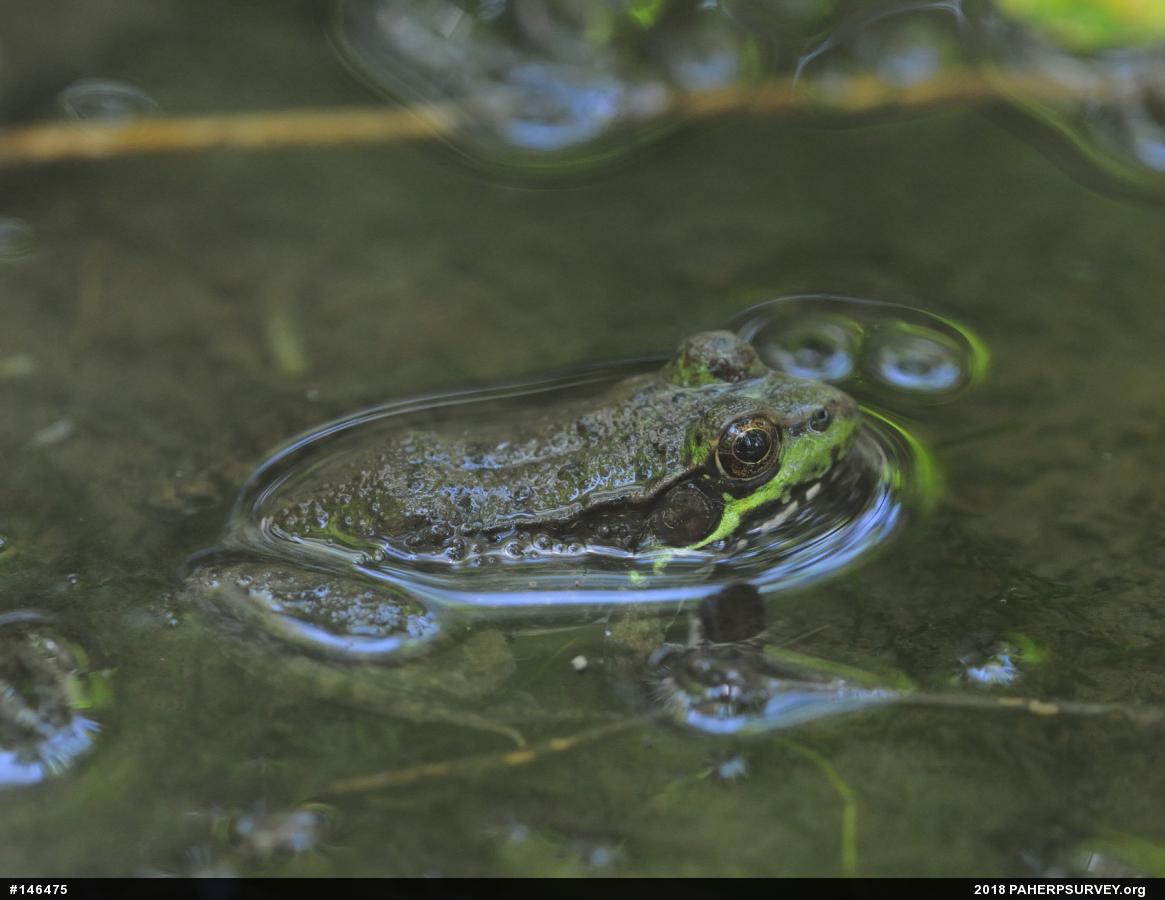 Green Frog