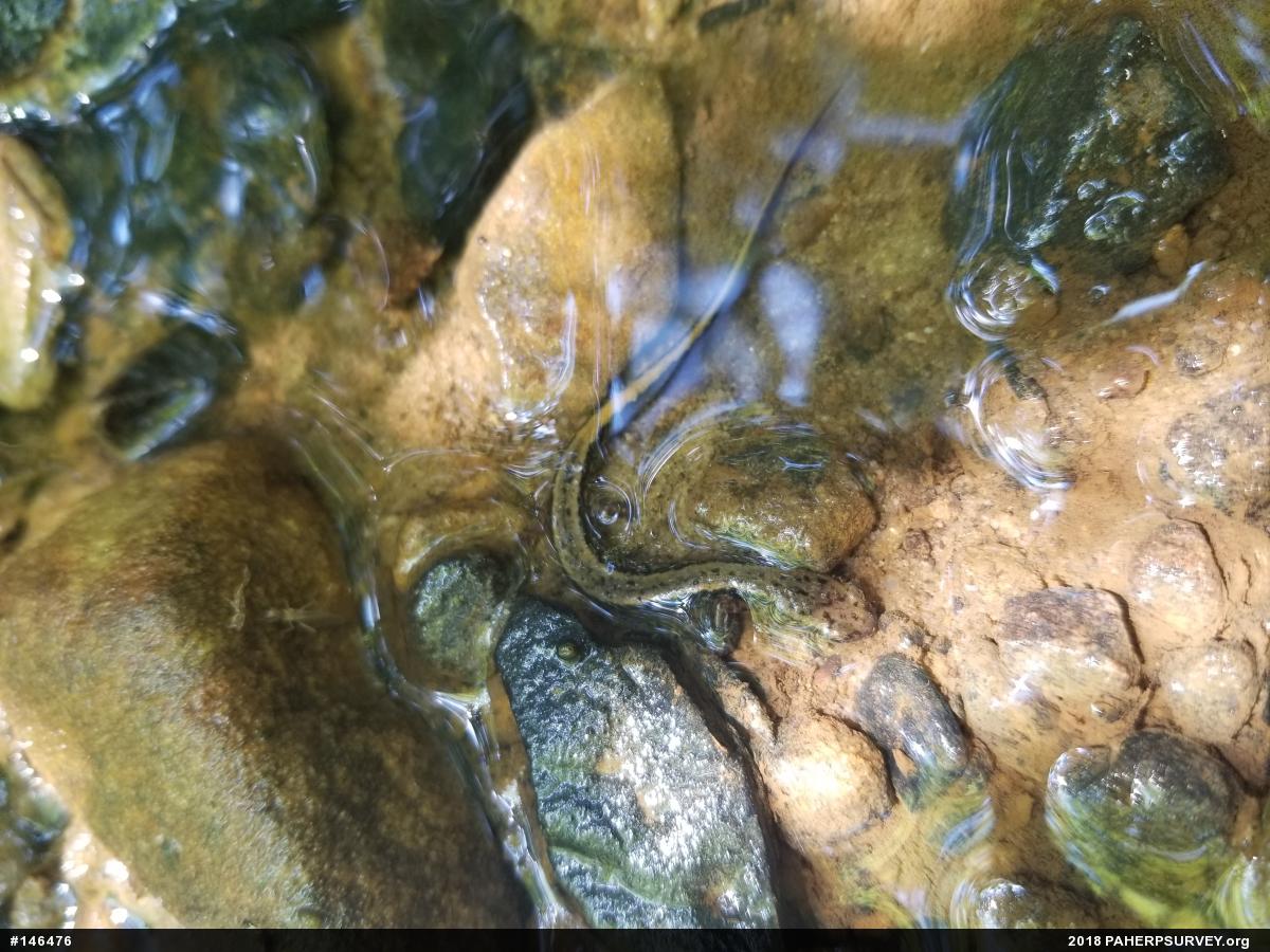 Northern Two-lined Salamander