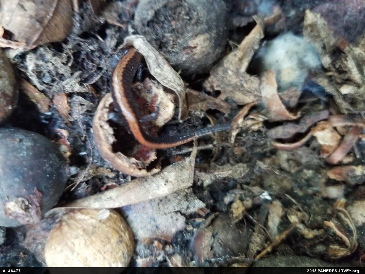 Eastern Red-backed  Salamander