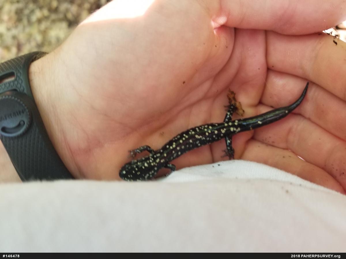 Northern Slimy Salamander