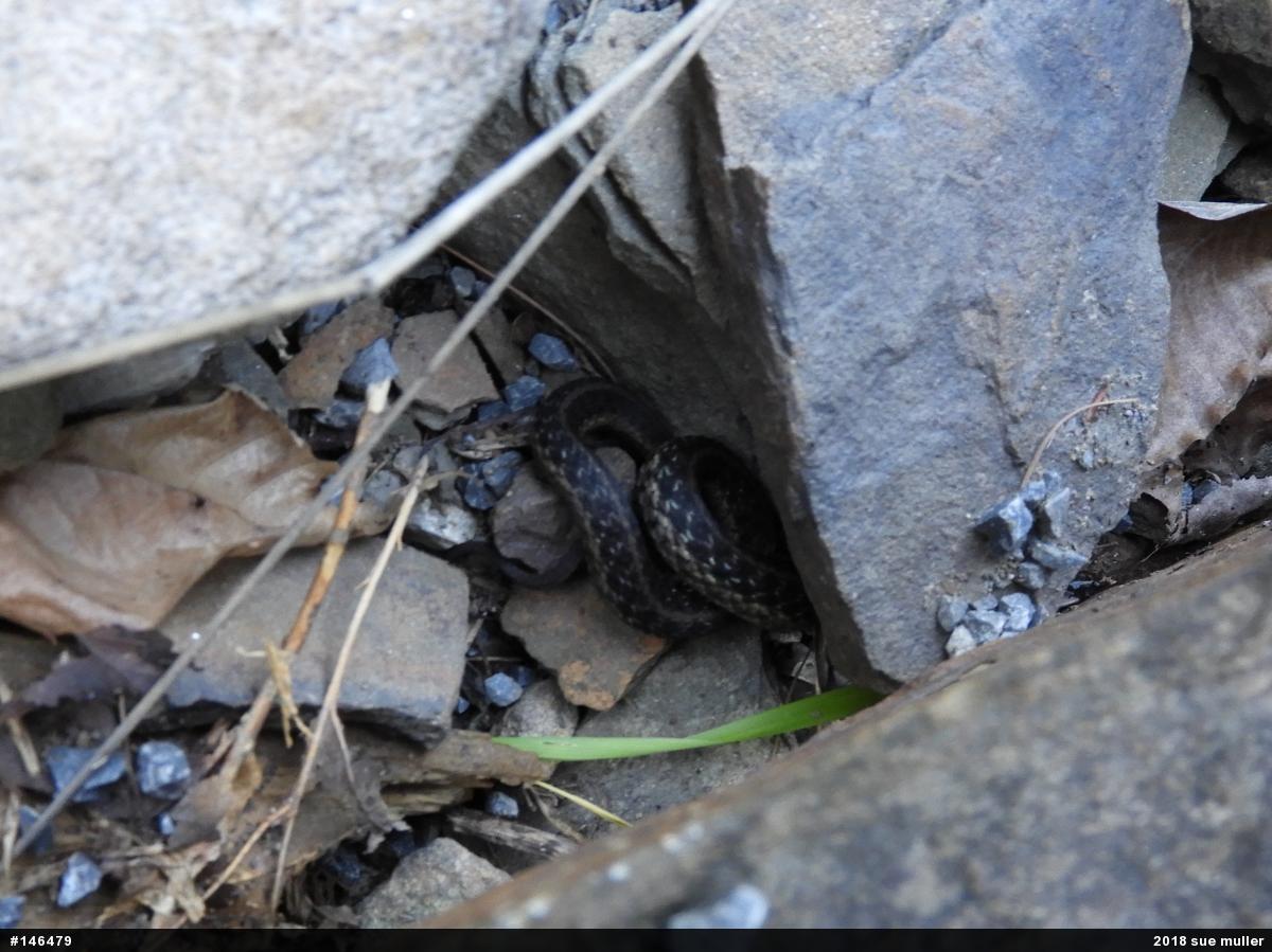 Eastern Gartersnake