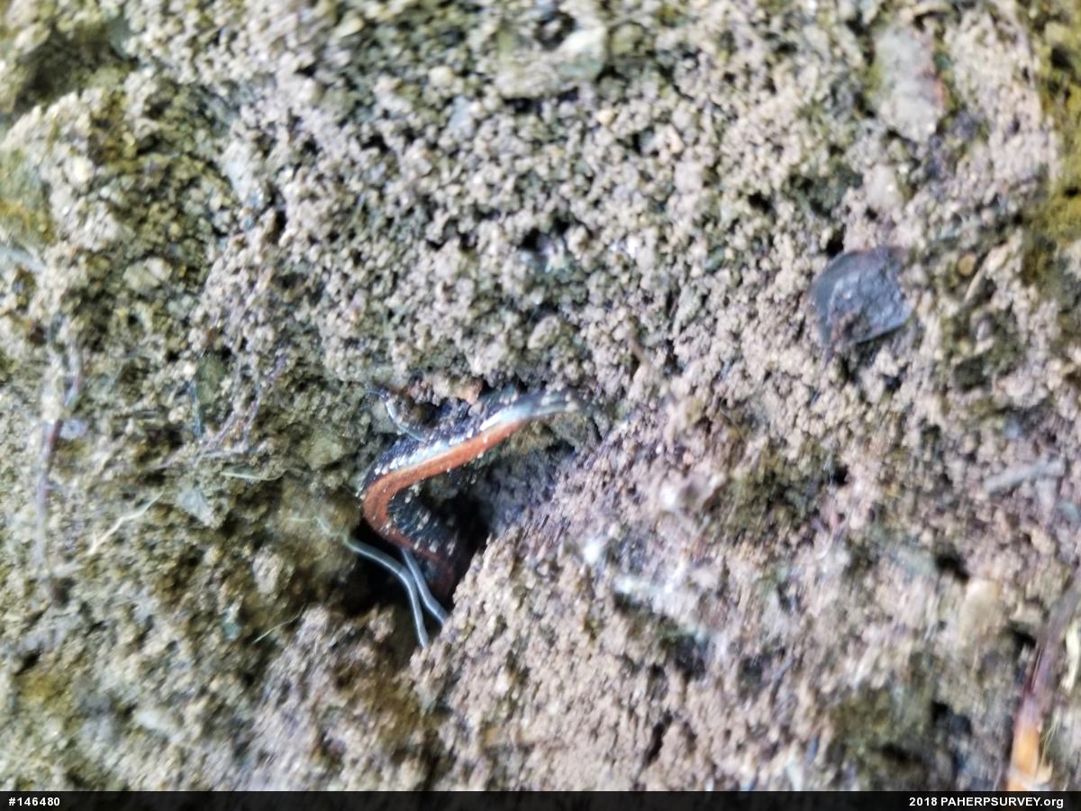 Eastern Red-backed  Salamander