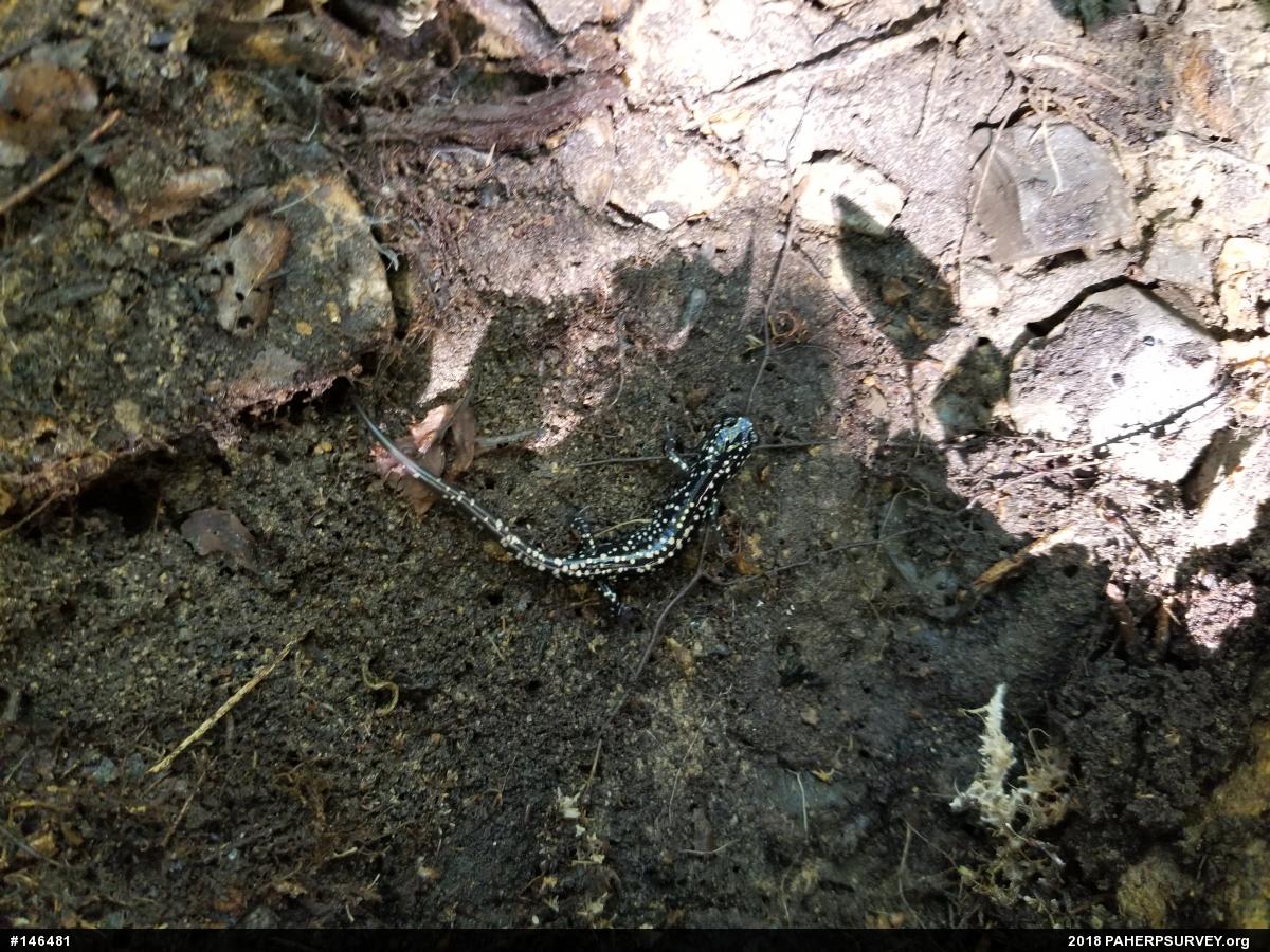 Northern Slimy Salamander