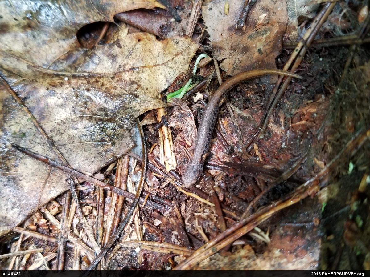 Four-toed Salamander