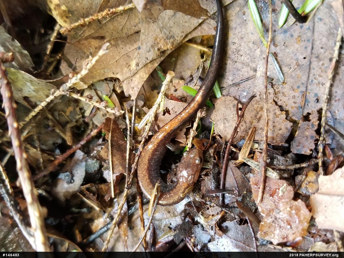 Eastern Red-backed  Salamander