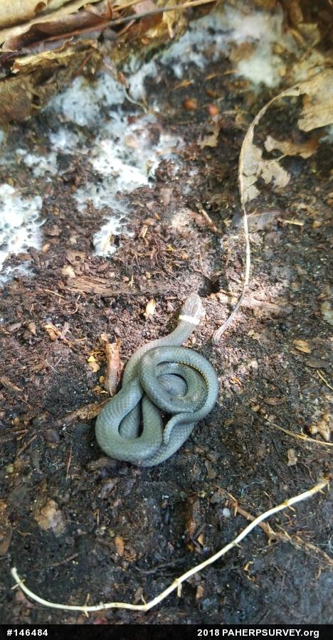 Northern Ring-necked Snake