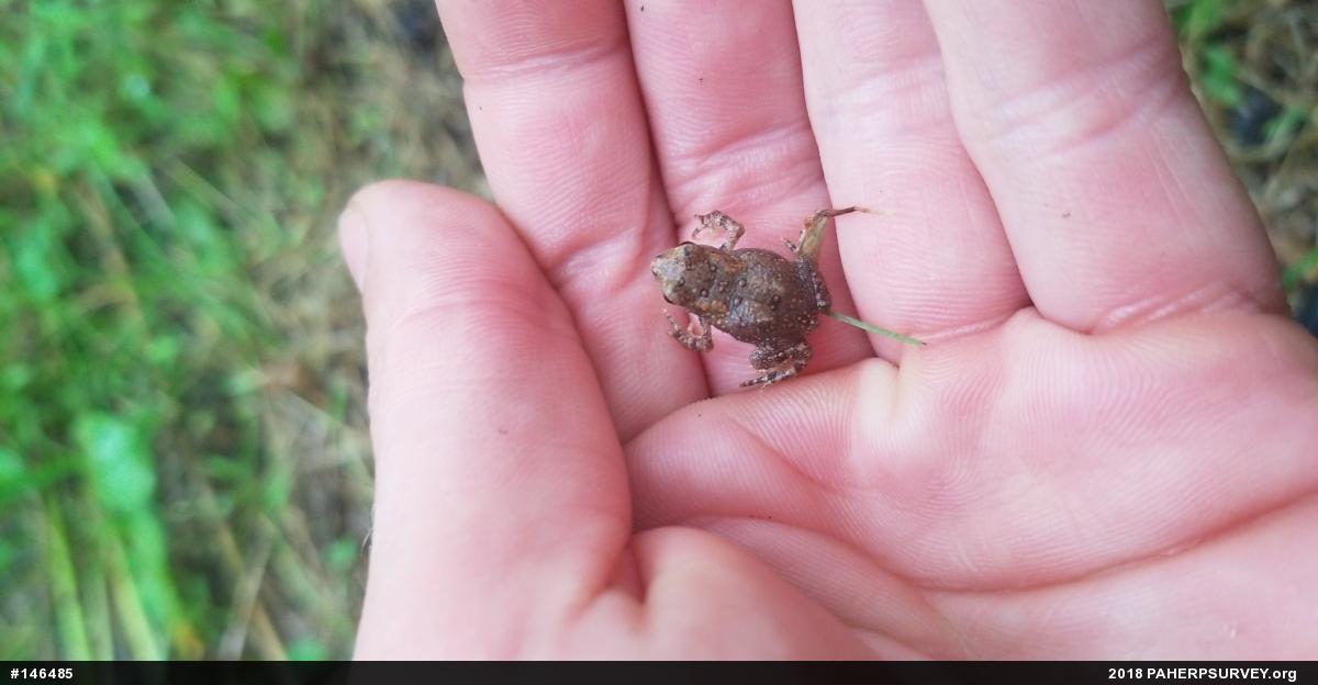 Eastern American Toad