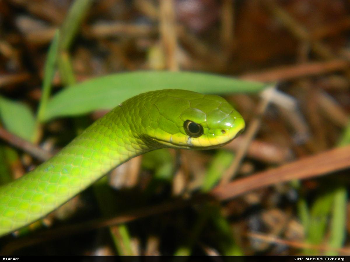 Smooth Greensnake