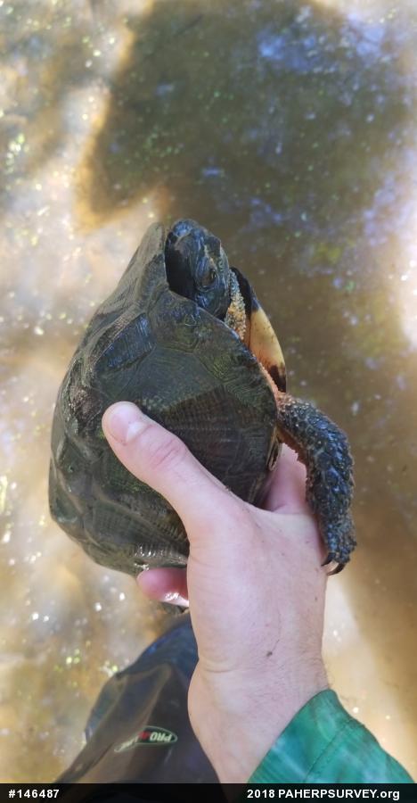 Wood Turtle