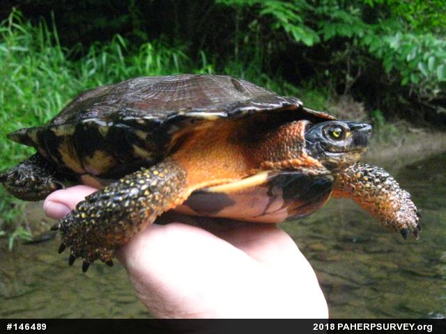 Wood Turtle
